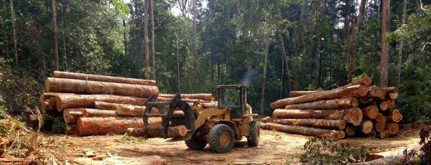 Best Sod Installation  in Swainsboro, GA